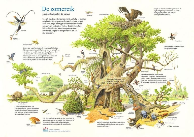 Summer Oak natural hospitality illustration by Jeroen Helmer