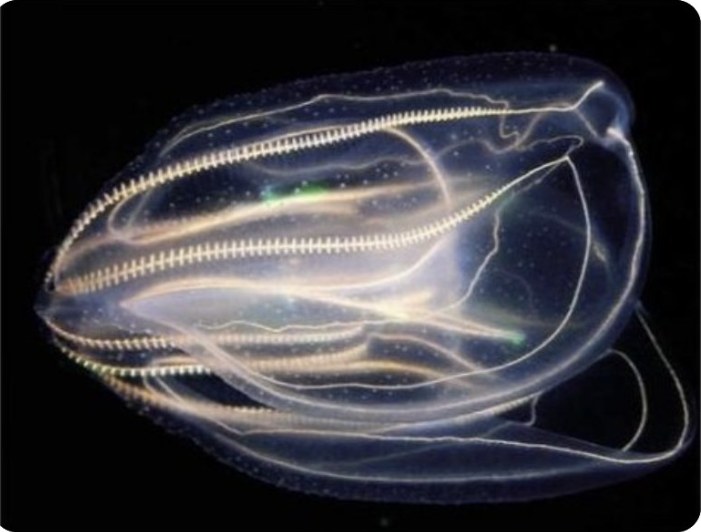 Comb jelly reference photo