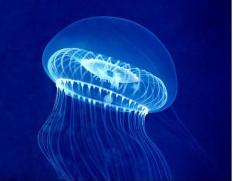 Crystal jellyfish reference photo