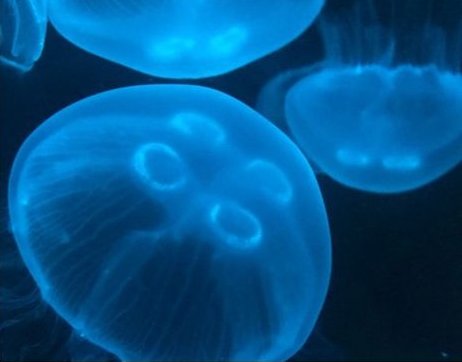 Moon jellyfish reference photo